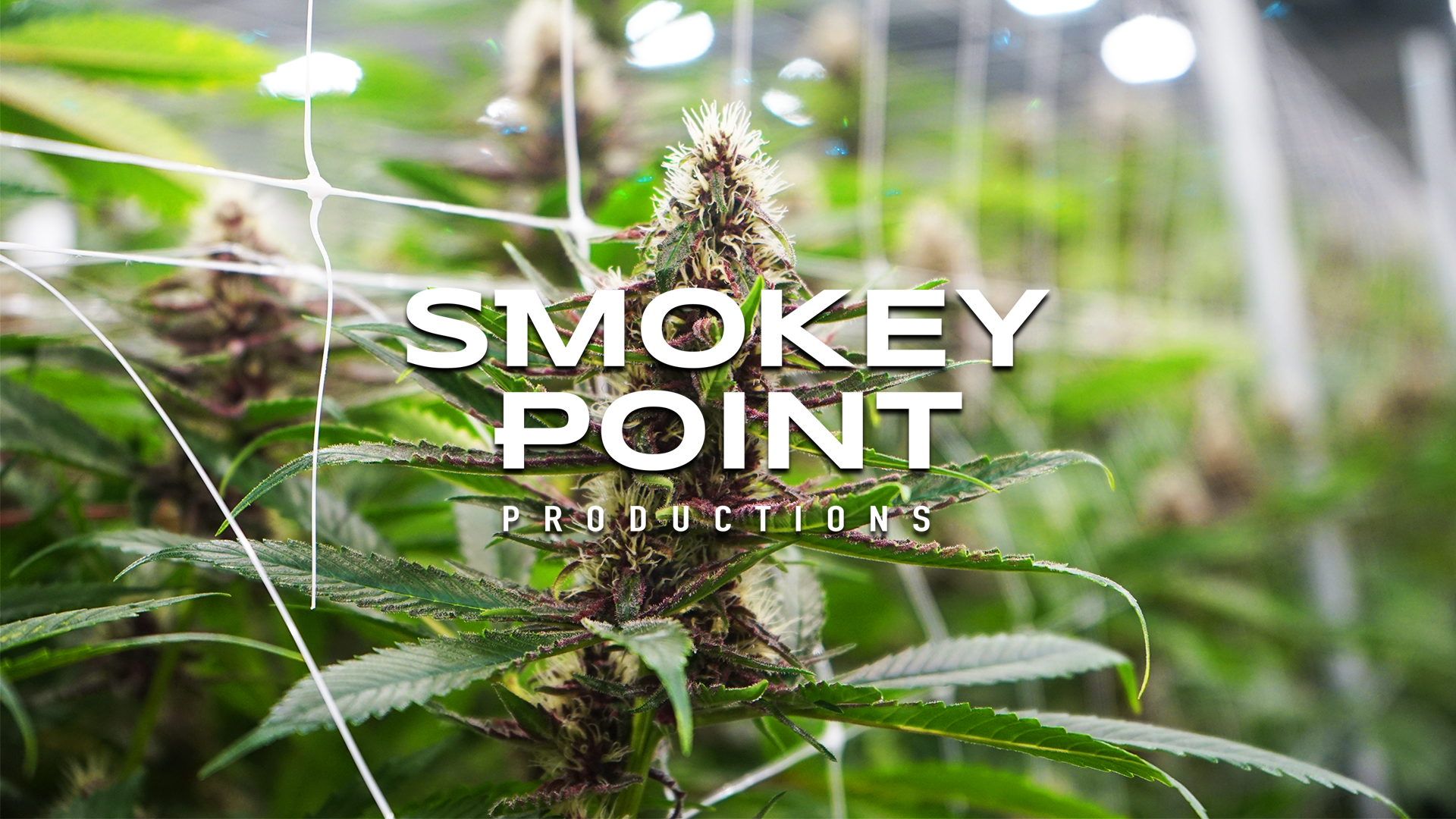 Smokey Point Vendor Day at Floyd’s Burlington featuring premium cannabis products and exclusive event deals.